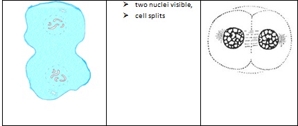 Mitosis